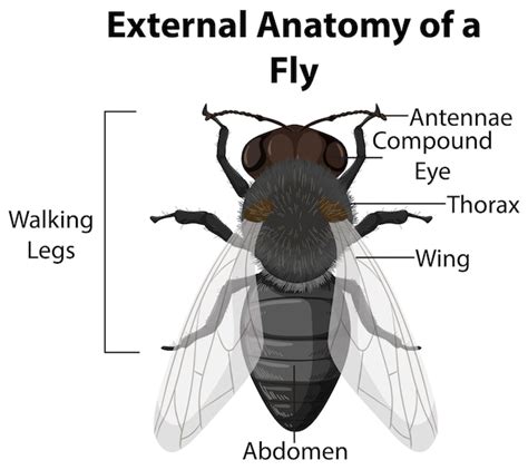 Scorpion Fly Anatomy