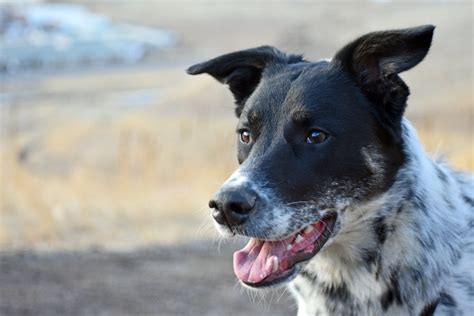 Vertical Shot Adorable Shepherd Blue Heeler Lab Mix Dog, 57% OFF