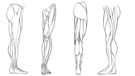 Leg Muscles Art Reference - Muscle Anatomy | Bodaswasuas