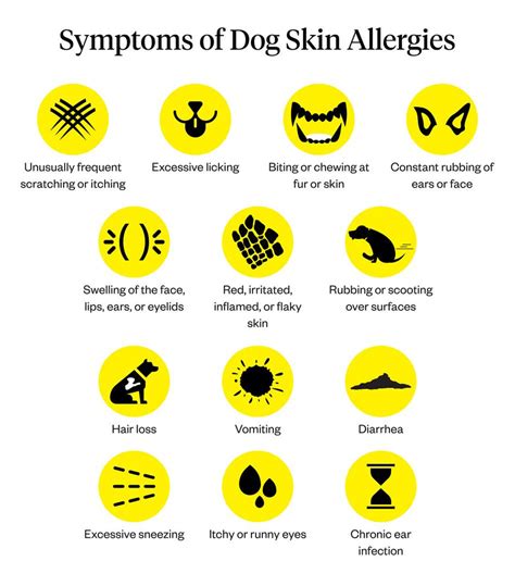 Dog Skin Allergies: Dog Skin Allergies Treatment | Dutch