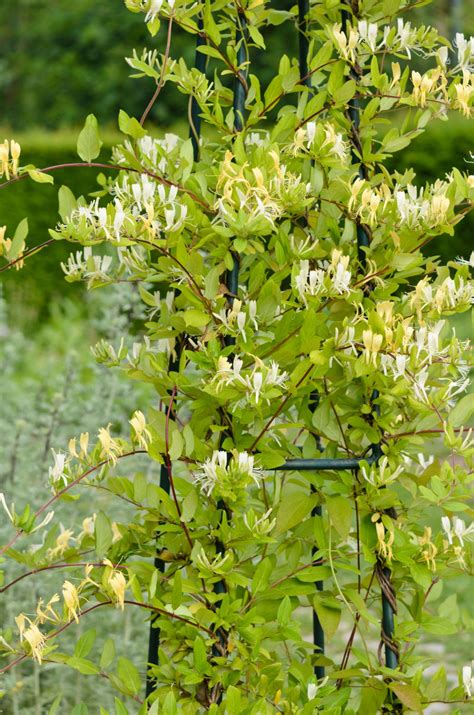 Best flowering climbers: 10 top flowering climbing plants | Homes & Gardens