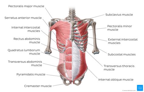 Core Muscles Anatomy