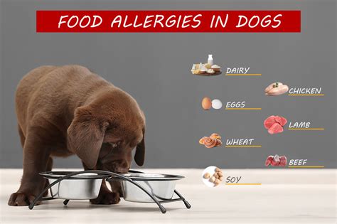 Can Eggs Cause Allergies In Dogs