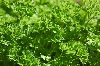 What Is Curly Parsley – Learn How To Use Curled Parsley Herbs | Gardening Know How