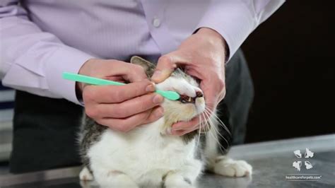 How to Brush Your Cat’s Teeth | Vet Tutorial – HousePetsCare.com