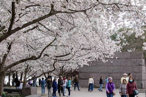 Cherry Blossom Festival Dc 2024 - Desiri Beitris