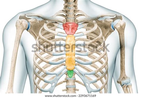 508 Manubrium Images, Stock Photos, 3D objects, & Vectors | Shutterstock