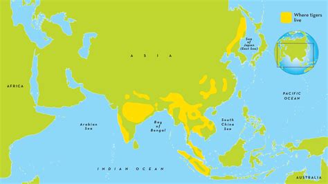 Evaluable Compadecerse Monumento siberian tiger habitat map sentar cura Sentimiento de culpa