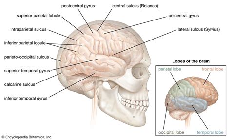 Cerebrum | Description, Anatomy, & Functions | Britannica