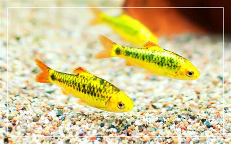 Gold Barb Fish Profile - Care, Feeding, Breeding, Tank Mates & Requirements