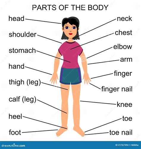 Anatomy Of The Human Body Parts