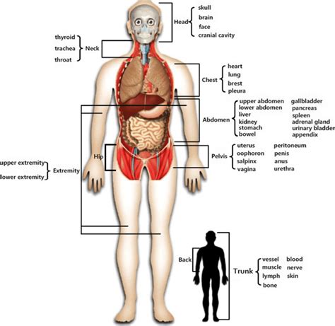 Organs In Human Body Back View - Infoupdate.org