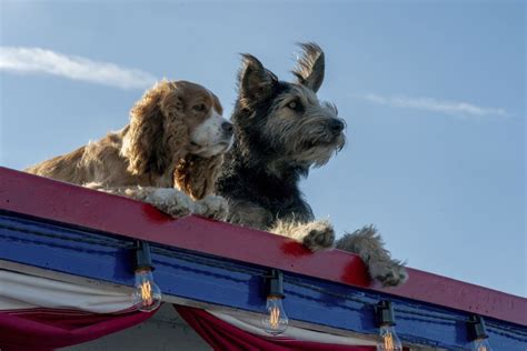 Lady and the Tramp (2019) Still - Lady and the Tramp - Disney foto (43132526) - fanpop