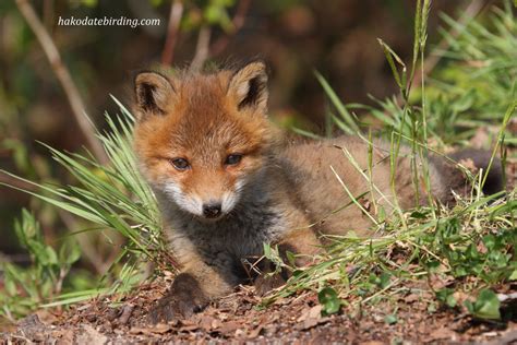 Hakodate Birding: Fox Cubs #2