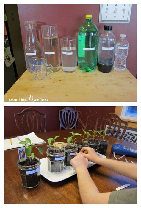 Experiments for Kids | Effecting Plant Growth | Plant science fair projects, Plants science ...