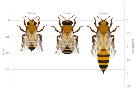 Bee Anatomy | Deviche Designs