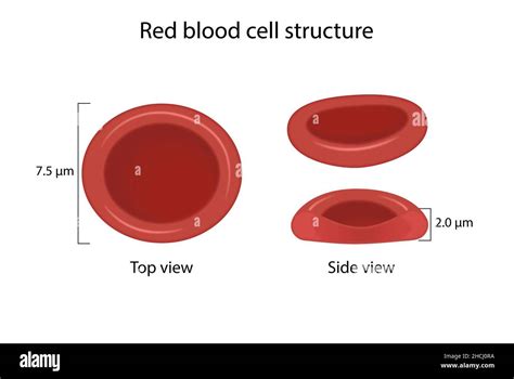 Red Blood Cells Diagram Labelled