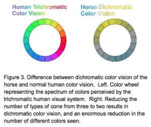 How does a horse see color? | Stale Cheerios