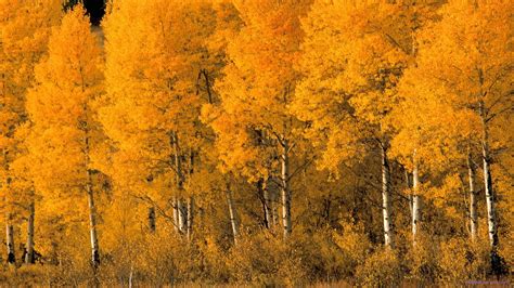 🔥 [40+] Aspen Tree Wallpapers | WallpaperSafari