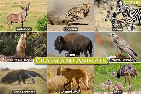 Grassland Animals