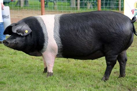 Rare Pig Breeds