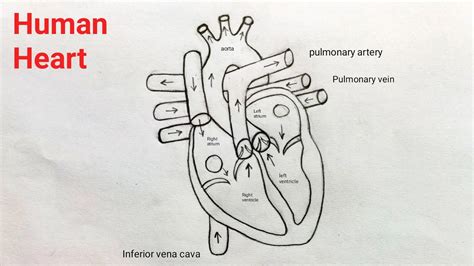 Human Heart Diagram Labeled Black And White