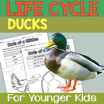 DUCK AND EGG: LIFE CYCLE UNIT (EGG INCUBATION ACTIVITIES) by Teaching Terakoya