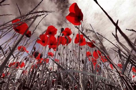 Photo of the Day - Thousands of Poppies Bloom to Mark WWI - Good News Network