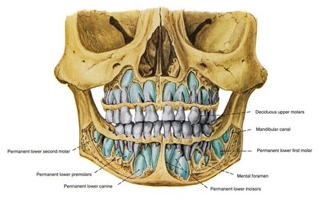 Frontal view of a 5 year old skull Skull Anatomy, Face Anatomy, Dental, Orthodontics, School ...