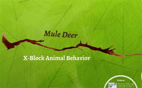 Mule Deer Behavior by Emily Austin on Prezi