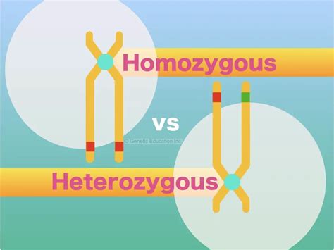 A Comparison Between Homozygous vs Heterozygous – Genetic Education