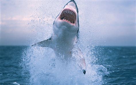 Great White Shark Wallpapers HD - Wallpaper Cave