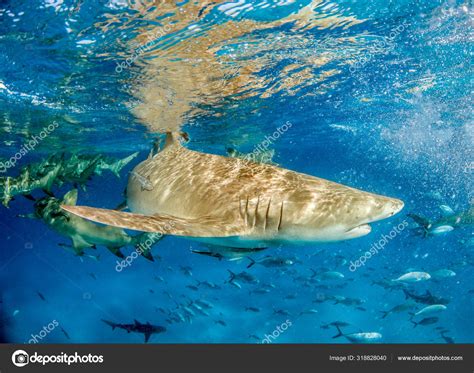 Lemon shark at the Bahamas Stock Photo by ©Divepics 318828040