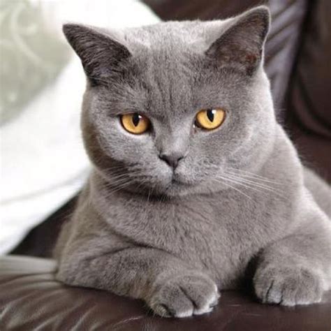 british shorthair like my Baltazar | British shorthair cats, Cute cats and kittens, Cats