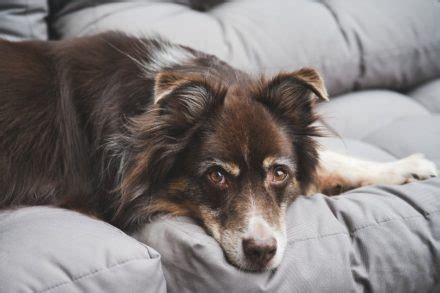 11 Most Common Australian Shepherd Health Issues: Vet-Reviewed Facts & FAQs | Hepper