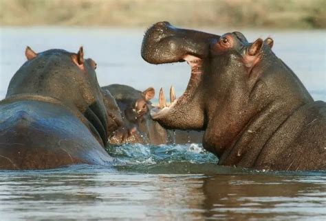 Elephant vs. Hippo