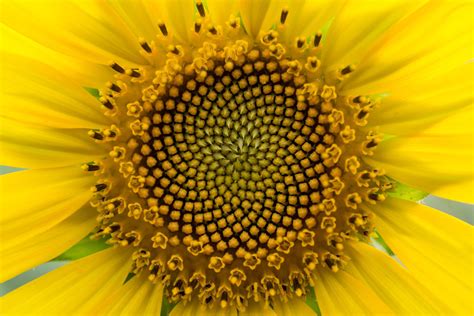 Close up of the sunflower. Sunflower florets are arranged in a natural spiral having a Fibonacci ...