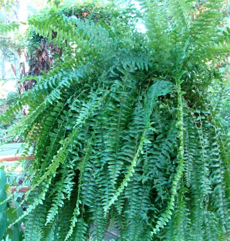 Indoor Ferns | Home & Garden Information Center