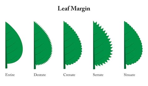 Premium Vector | Leaf margin entire dentate crenate serrate sinuate