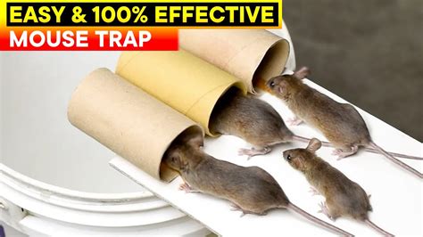 Homemade Glue Traps For Spiders - Homemade Ftempo