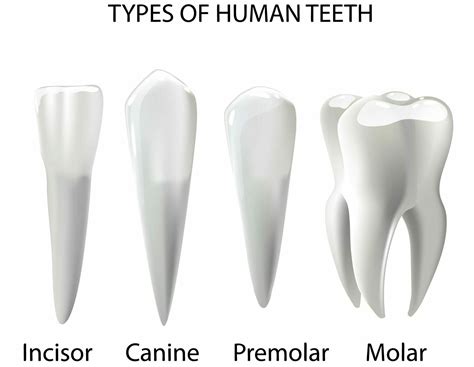 Teeth Names | What Each Tooth Is For? | Tooth Shapes