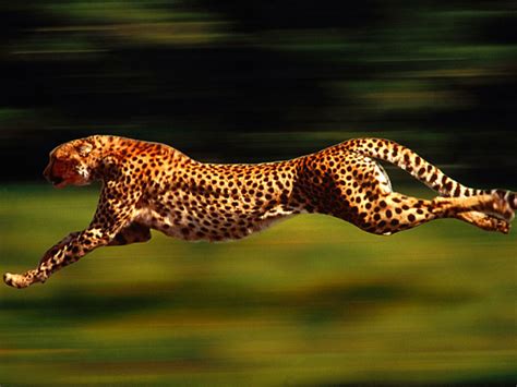 🔥 [40+] Cheetah Running Wallpapers | WallpaperSafari