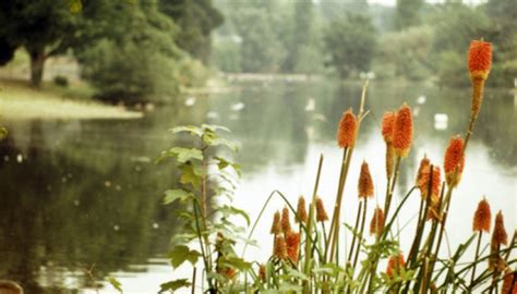 The Ecosystem of a Freshwater Pond | Flipboard