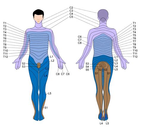 Spinal Nerve Dermatome Distribution Dermatomes Chart And Map | The Best Porn Website