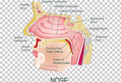 [DIAGRAM] Human Nasal Diagram - MYDIAGRAM.ONLINE