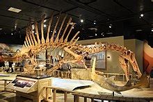 Spinosaurus - Wikipedia