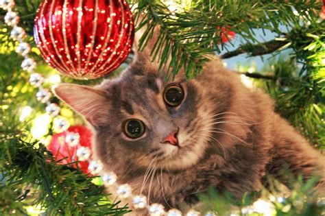 Under the Mistlepaw: 50 Funny Images of Cats in Christmas Trees | Bored Panda