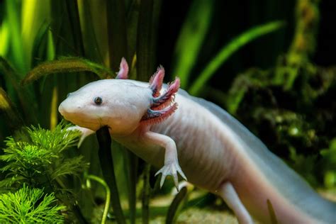 Axolotl Tank Setup: Create the Perfect Habitat