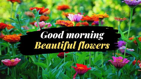 320+ Good Morning Flowers: Brighten Your Day With Blooms - Page 3 Of 4