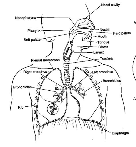 Upper Respiratory System Label